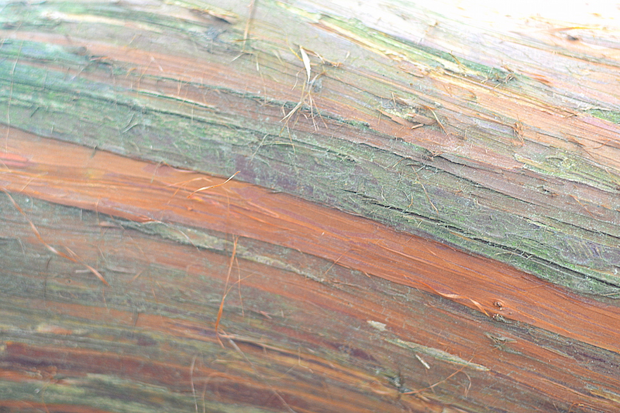 2015 - Tree texture - Truro, England